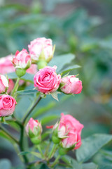 beautiful roses in the garden