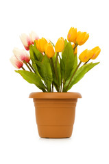 Colourful tulips isolated on the white background