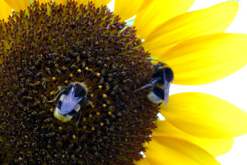 Sonnenblume und Hummeln © Max