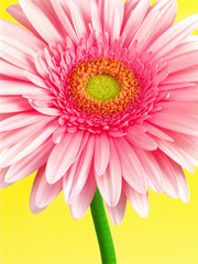 gerbera sur fond jaune