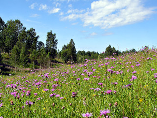 meadow near wood