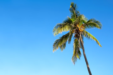 Obraz na płótnie Canvas Isolated palm tree over a blue sky