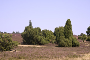Landscape with flowering heather (Calluna vulgaris) nature reserve Lueneburg Heath, Lower Saxony,...