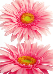 gerberas
