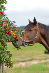 Beautiful horse is eating cherry plums