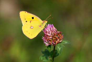 Colias hyale - Pale Clouded Yellow (2)