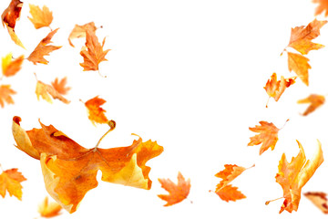 Autumn Leaves falling and spinning isolated on white