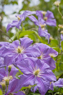 Flowers Lilac-blue Clematis 