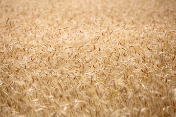 Field of ripe wheat