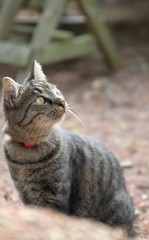 Chat chasseur
