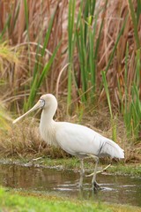 Yellow-billed Spoonbill - Native Australian Bird