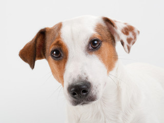 Closeup Jack Russell Terrier head