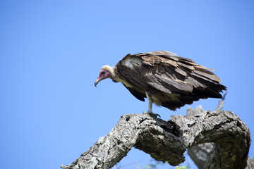 Vulture