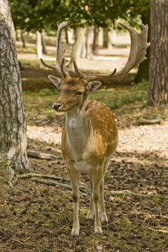 Hirsch © Uwe Kantz