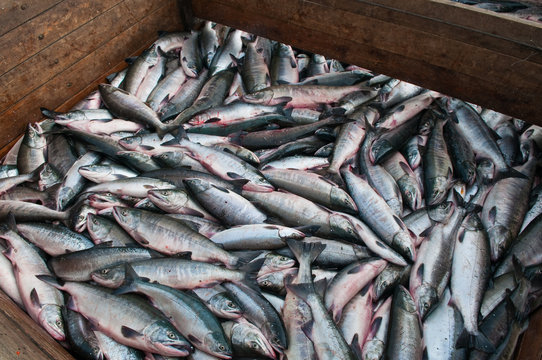 Silberlachs