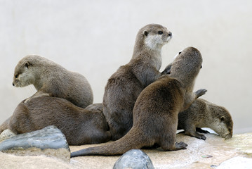 Groupe de loutres cendrées