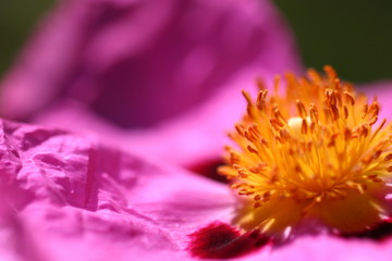 Pink Rockrose