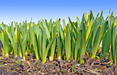 sprout of the tulip