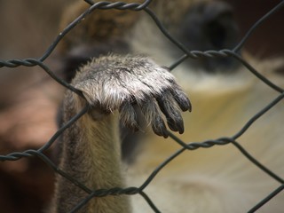 Jailed lemur