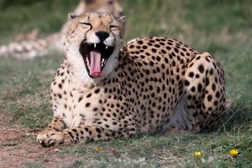 Cheetah Wild Cat