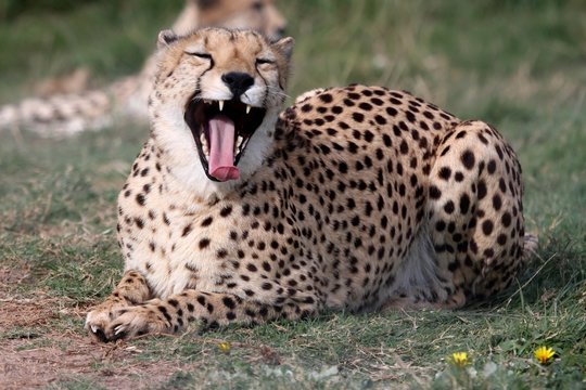 Cheetah Wild Cat
