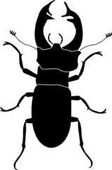 stag beetle