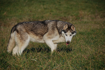 Obraz premium husky regard