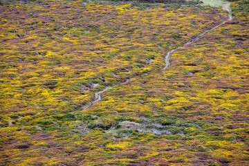 flowered moor