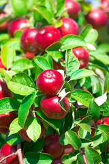 Red Apples on the Branch