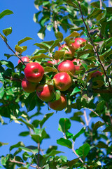 Ripe Apples Still on the Branch