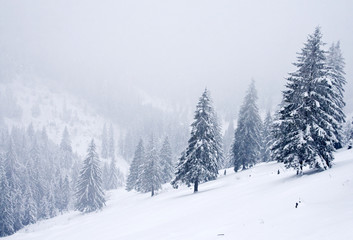 Obraz premium Winter landscape
