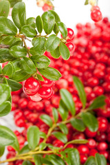 Fresh cowberry with green leaves