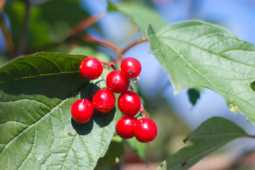 red snowball tree berries