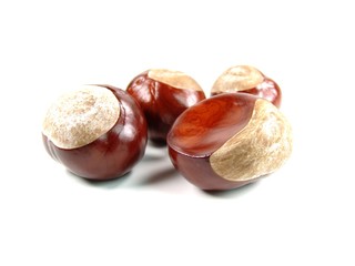 chestnut