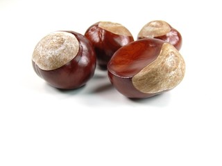 chestnut