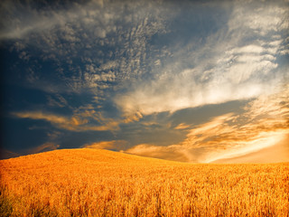 wheat and sky