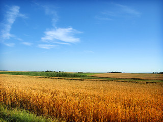 wheat field