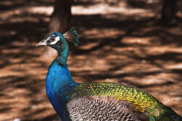Pfau