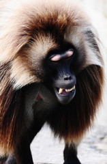 Obraz premium pavian