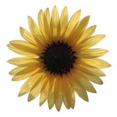 Sonnenblume
