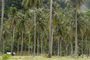 Palmtrees on east coast of Ko Lanta or Koh Lanta island, Krabi, Thailand, Asia