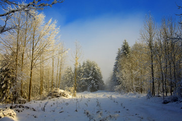 winter im wald