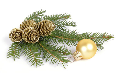 Twig of the spruce decorated with cones