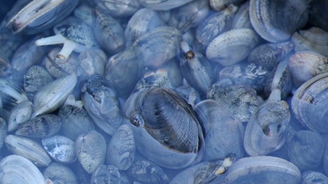 Vongole clip 1 9 09