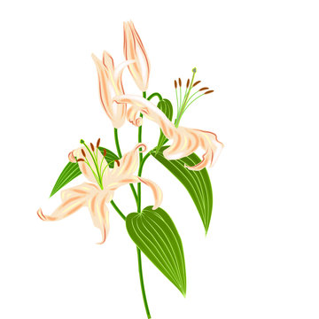 Lily Flower bouket