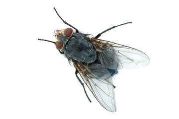 Redhead blue fly (Calliphora vicina)