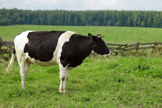 cow on green grass