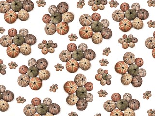 Sea urchins shells background