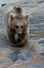 Ours