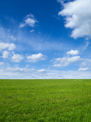 Fototapeta na wymiar Green field and sky